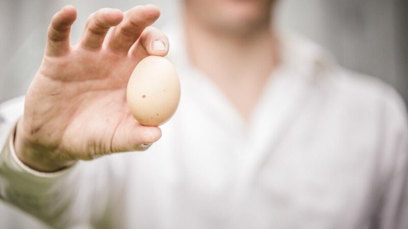 Jak rozpoznać czy jajko jest zepsute?