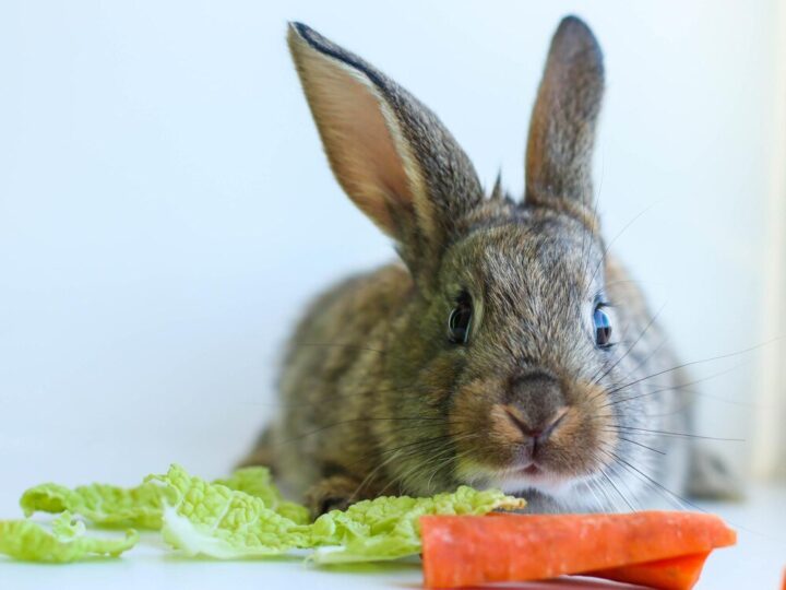 Co jedzą króliki – lista bezpiecznych warzyw i ziół