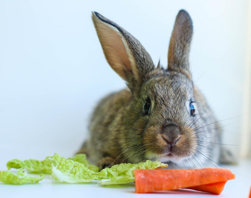 Co jedzą króliki – lista bezpiecznych warzyw i ziół