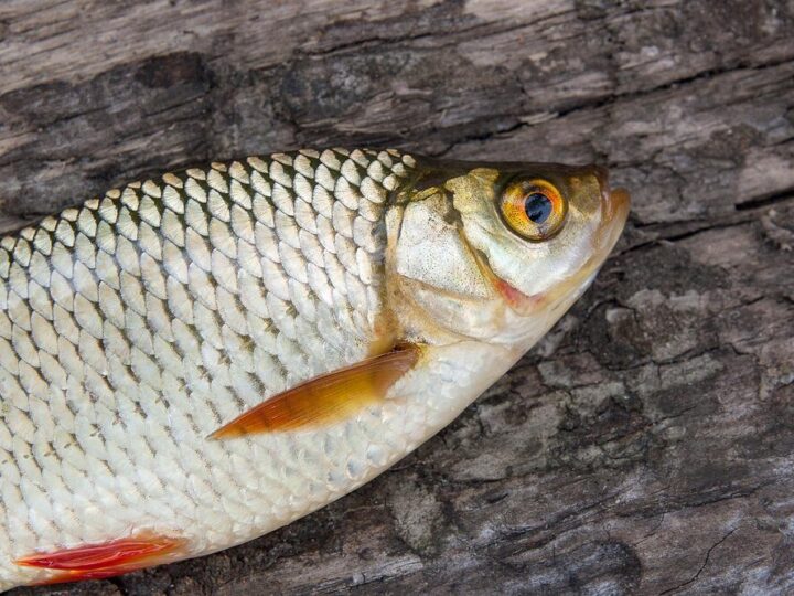 Czy wzdręga jest smaczna – czy warto ją przyrządzać w kuchni?