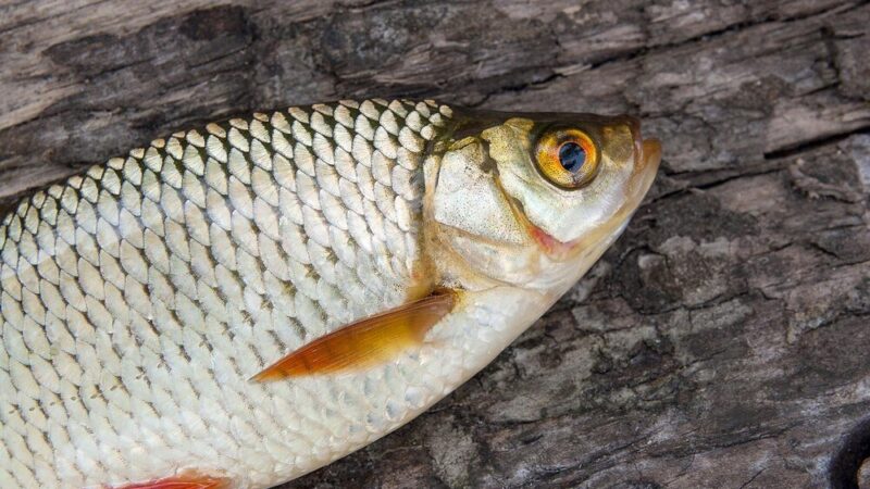 Czy wzdręga jest smaczna – czy warto ją przyrządzać w kuchni?