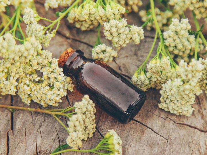 Nalewka z kwiatów czarnego bzu – przepis krok po kroku