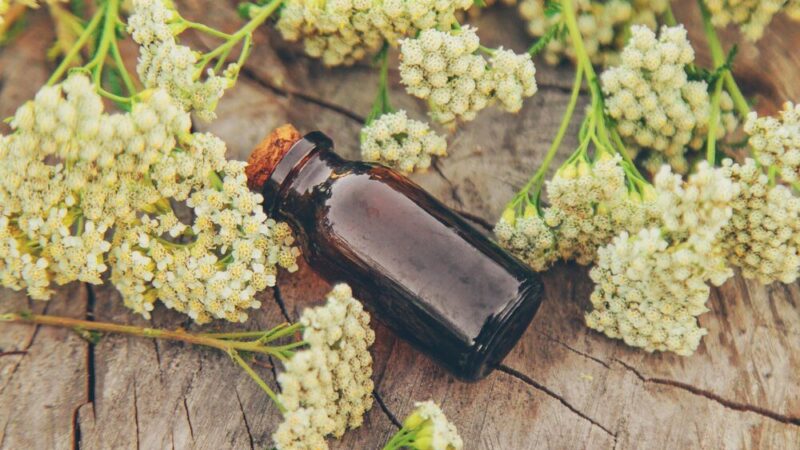 Nalewka z kwiatów czarnego bzu – przepis krok po kroku